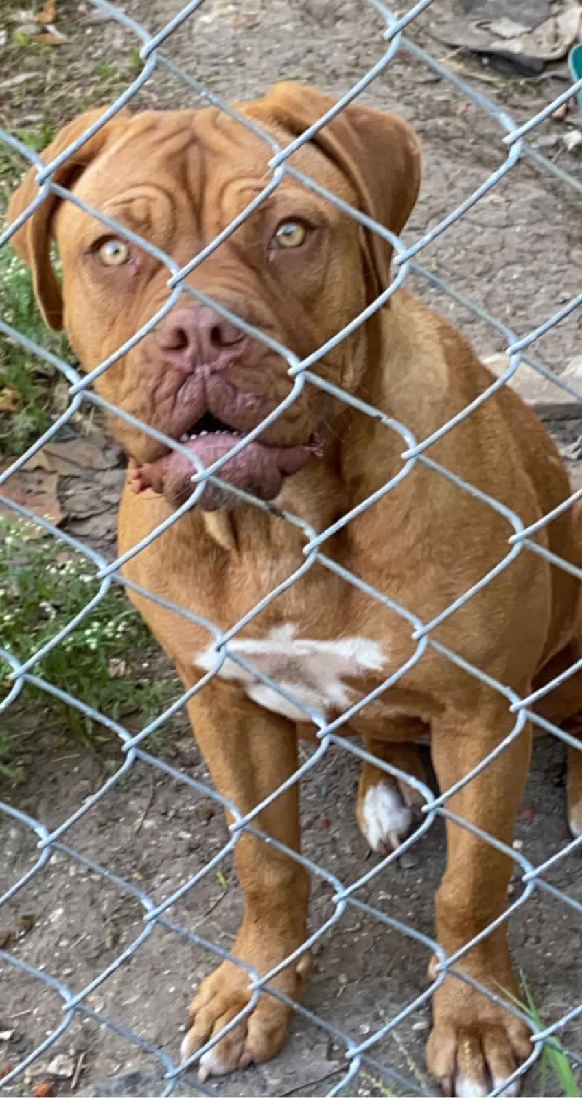 Lost dog in Dallas, TX, 75249