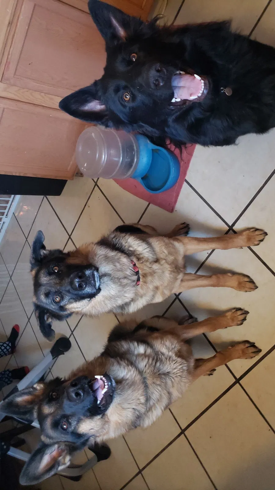 Lost dog in Rio Rancho, NM, 87124
