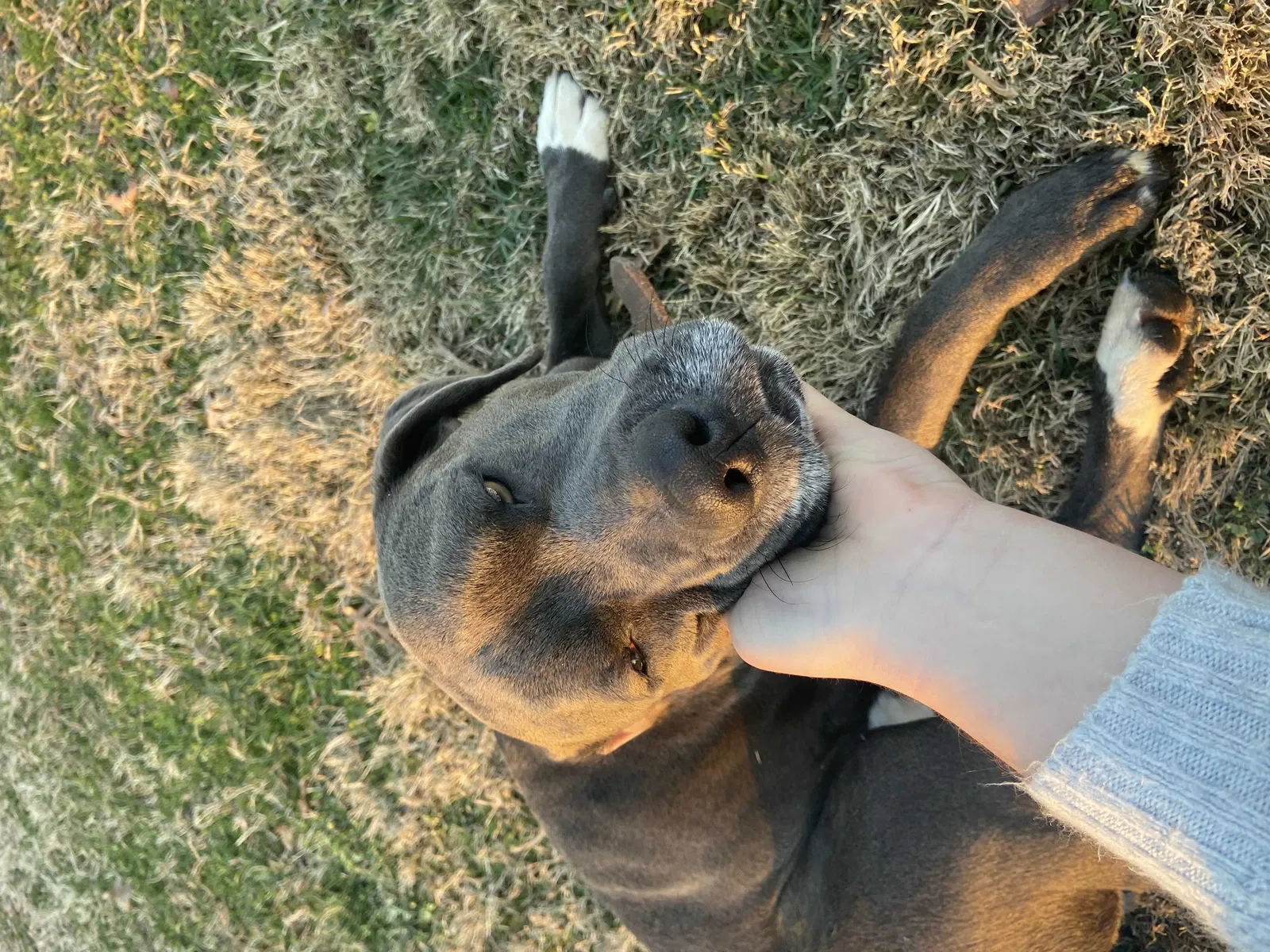 Lost dog in Maryville, TN, 37801