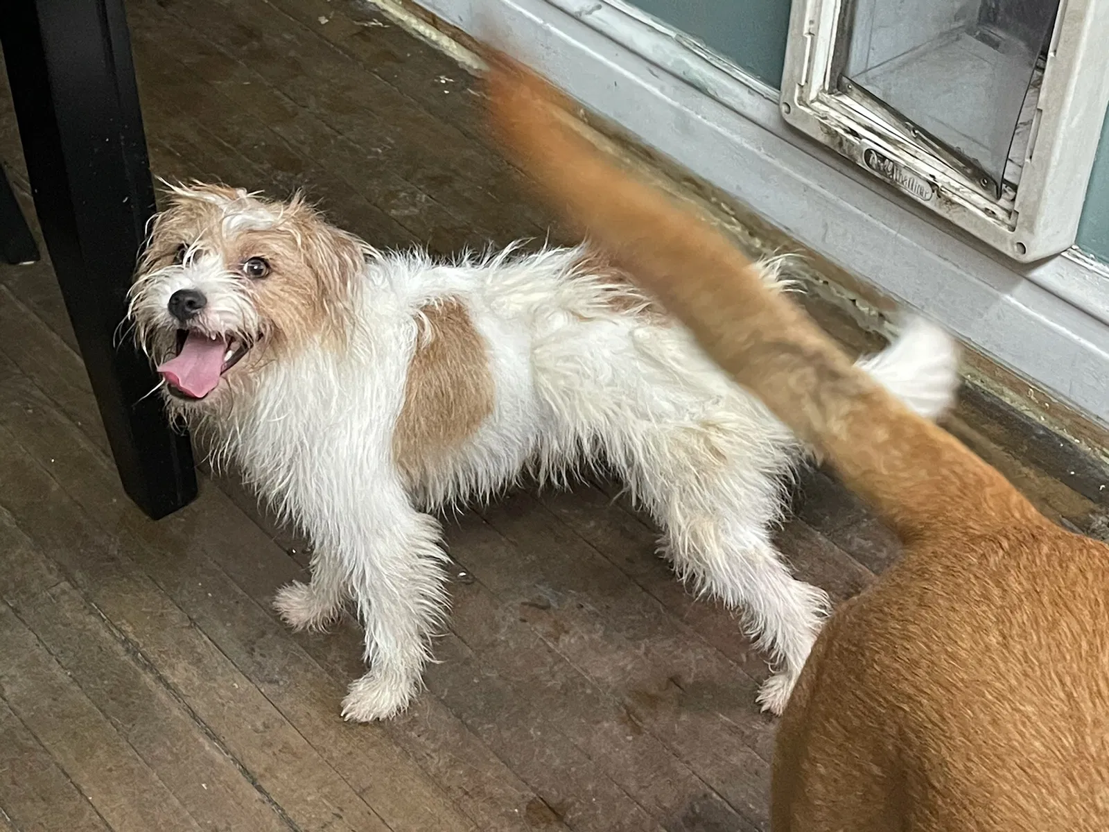 Found dog in Chicago, IL, 60644