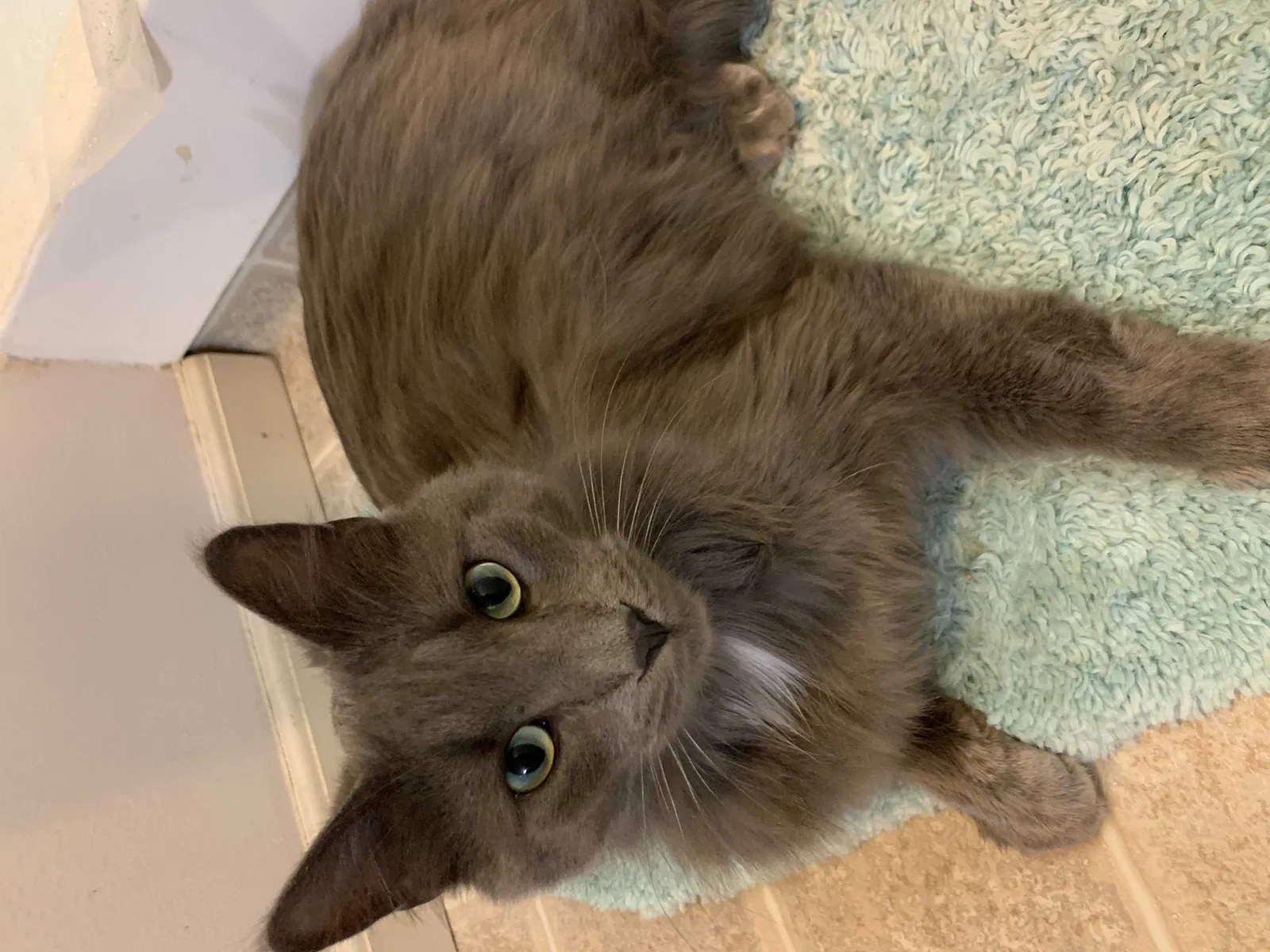 Lost cat in Minneapolis, MN, 55407