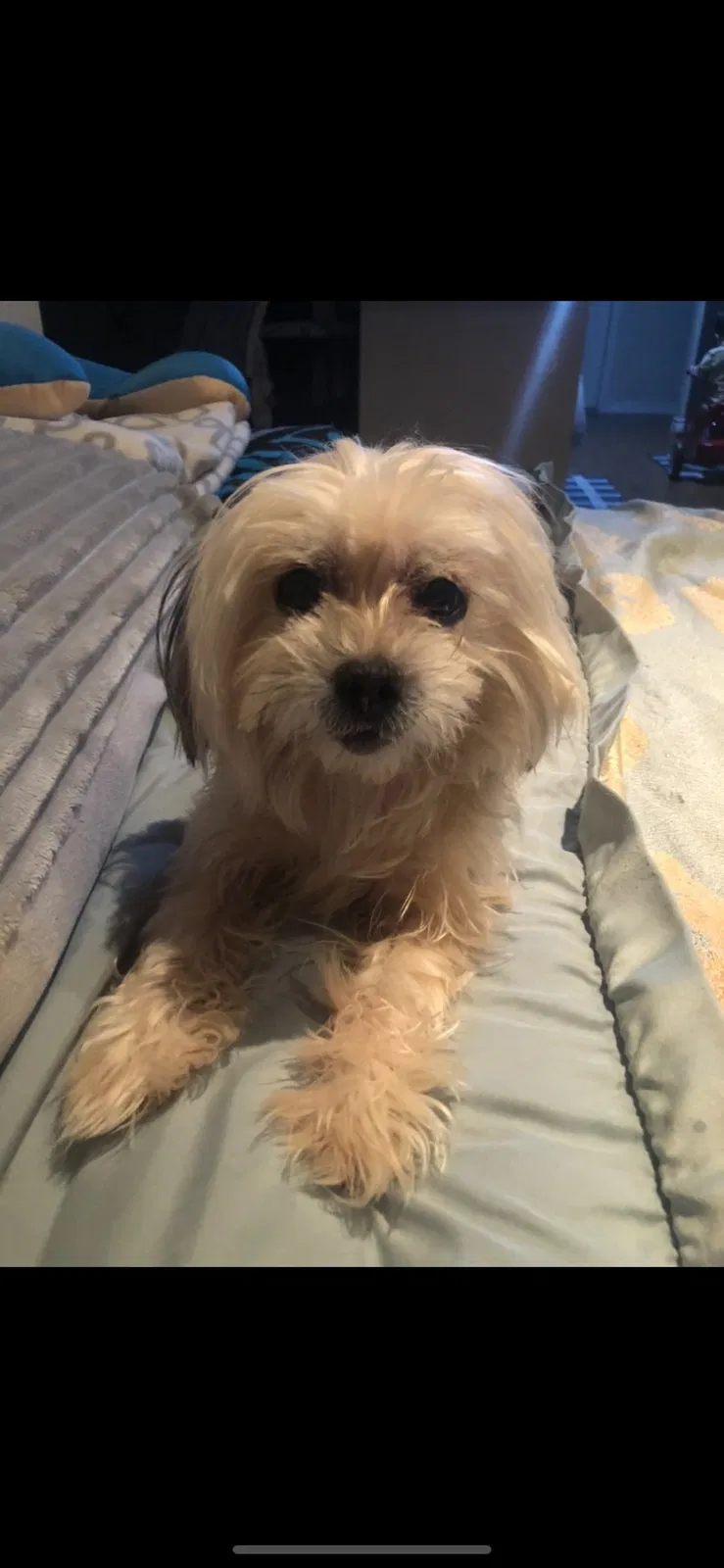 Lost dog in Houston, TX, 77024
