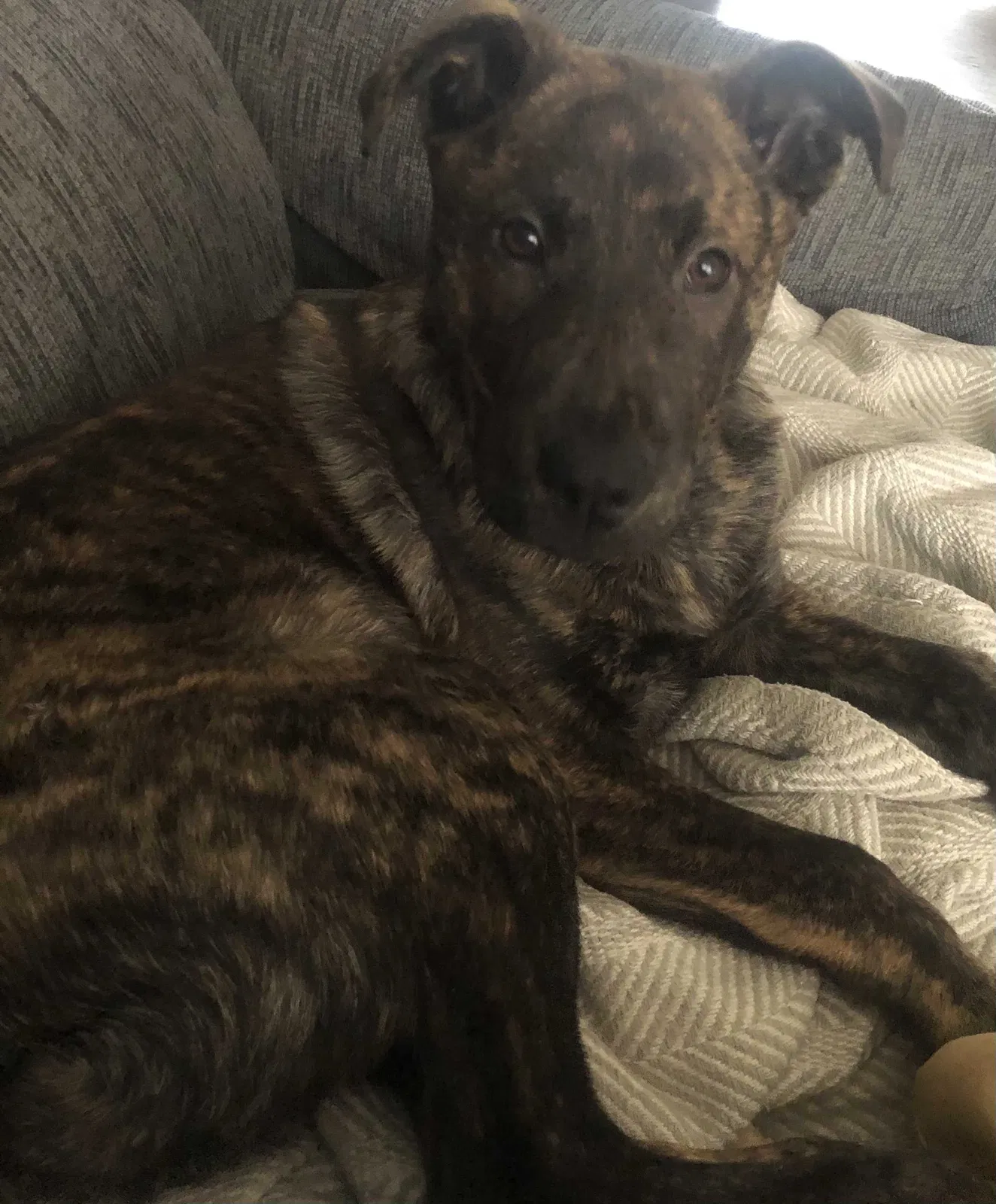 Lost dog in Albertville, MN, 55301