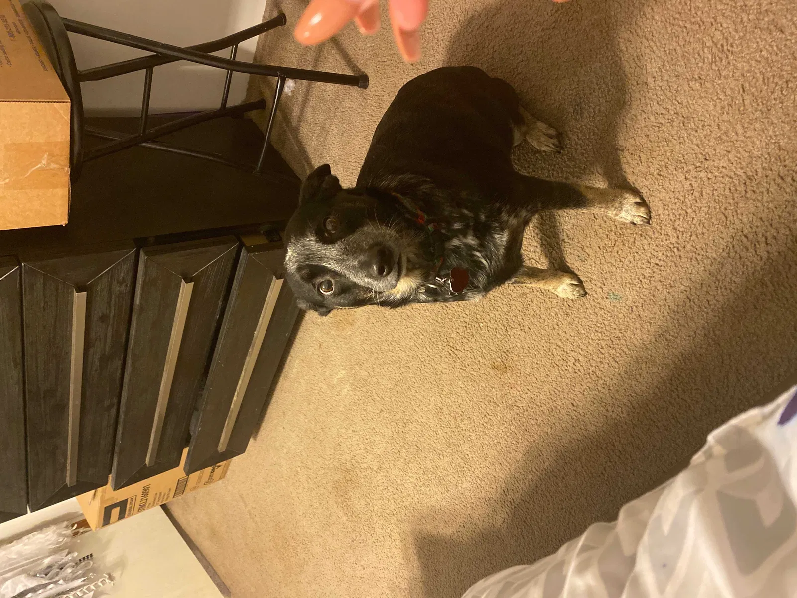 Lost dog in Fort Worth, TX, 76140