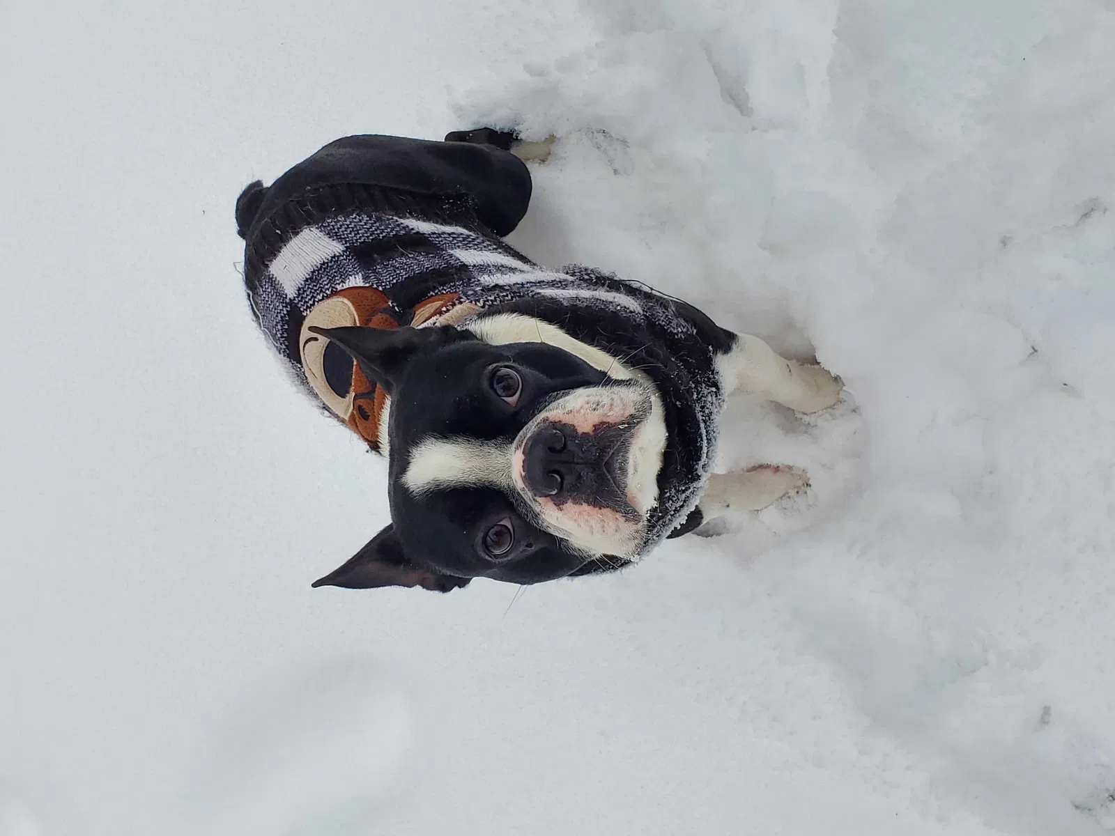 Lost dog in Kansas, OK, 74347