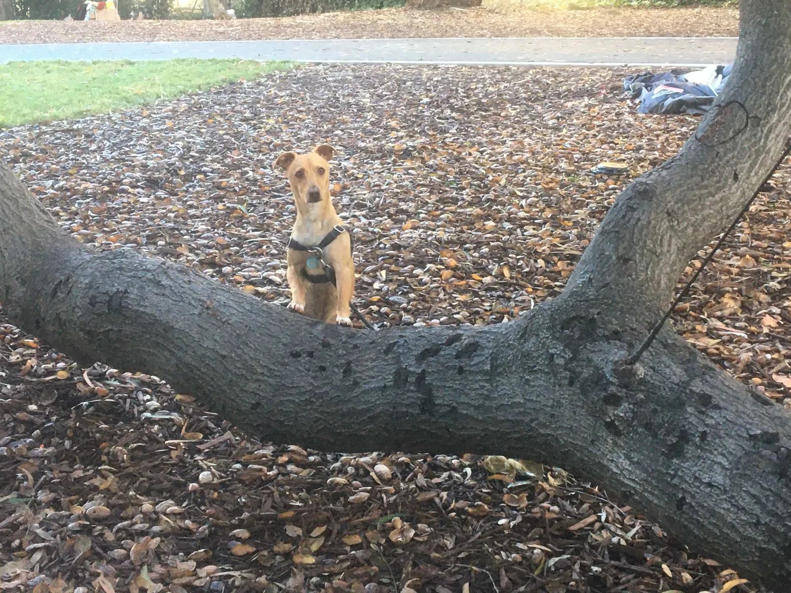 Lost dog in Oakland, CA, 94612