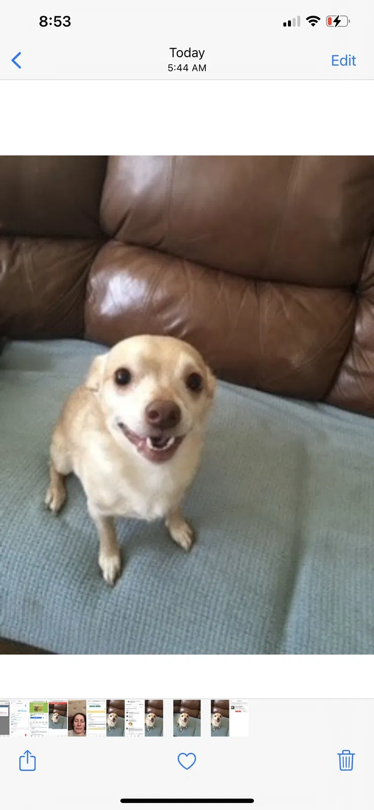 Lost dog in Manteca, CA, 95337