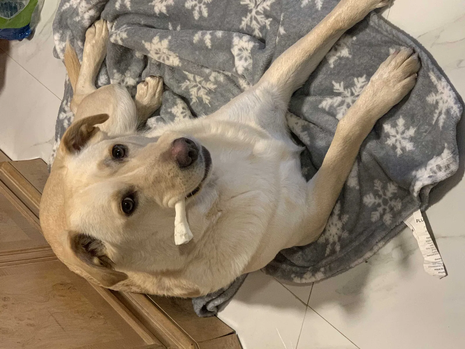 Lost dog in Jamaica, NY, 11436