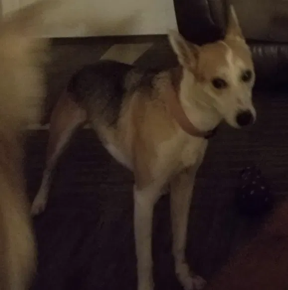 Lost dog in Fort Worth, TX, 76102