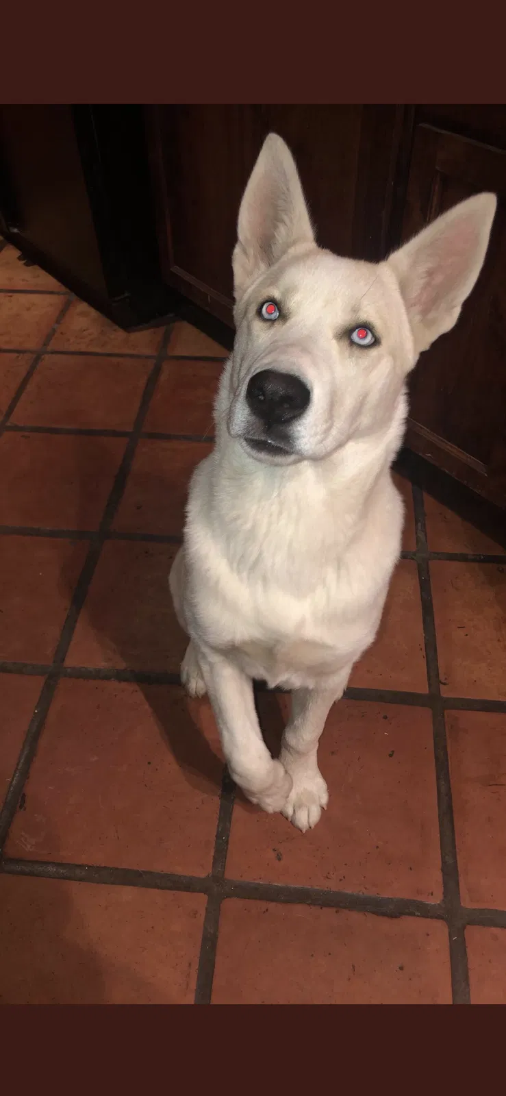 Lost dog in Tucson, AZ, 85706