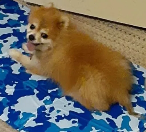 Lost dog in Fresno, CA, 93727