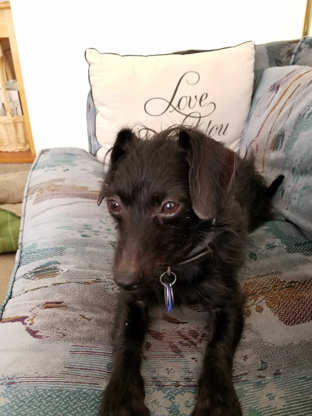 Lost dog in Nevada City, CA, 95959