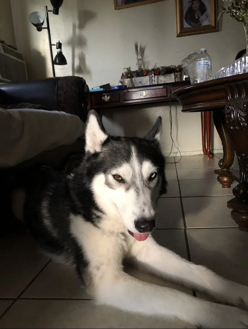 Lost dog in Ontario, CA, 91764