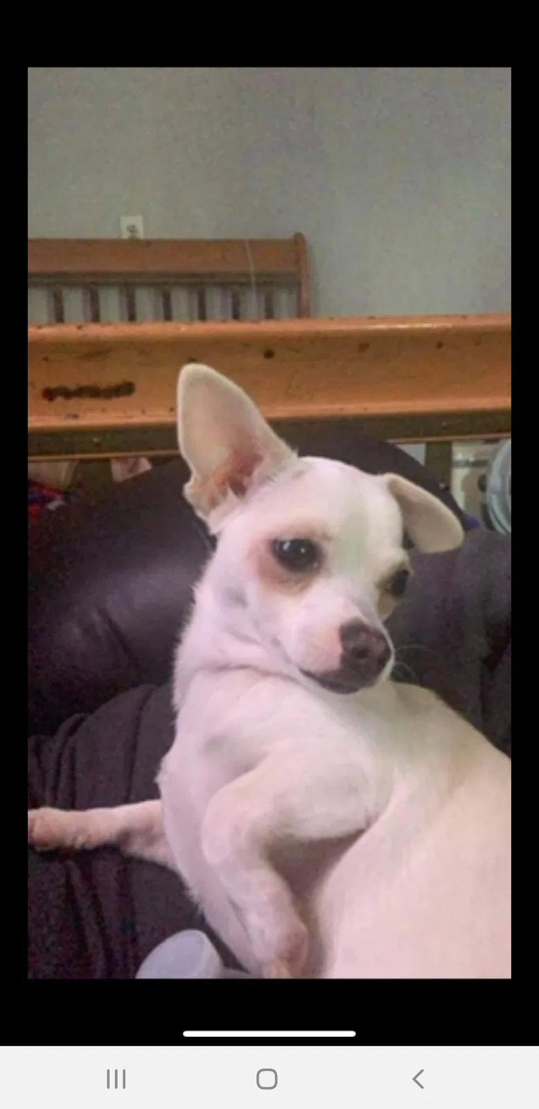 Lost dog in Oklahoma City, OK, 73129