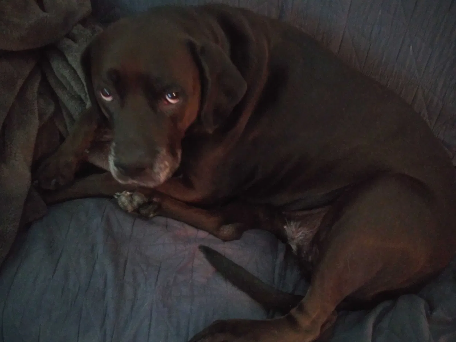 Lost dog in Wichita, KS, 67213