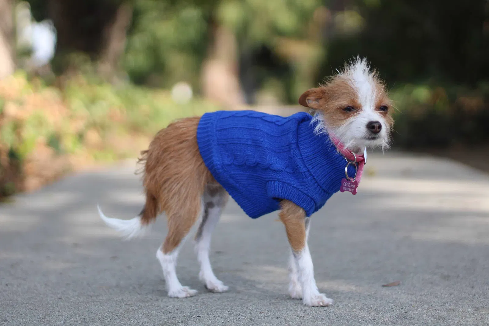 Lost dog in Apple Valley, CA, 92307