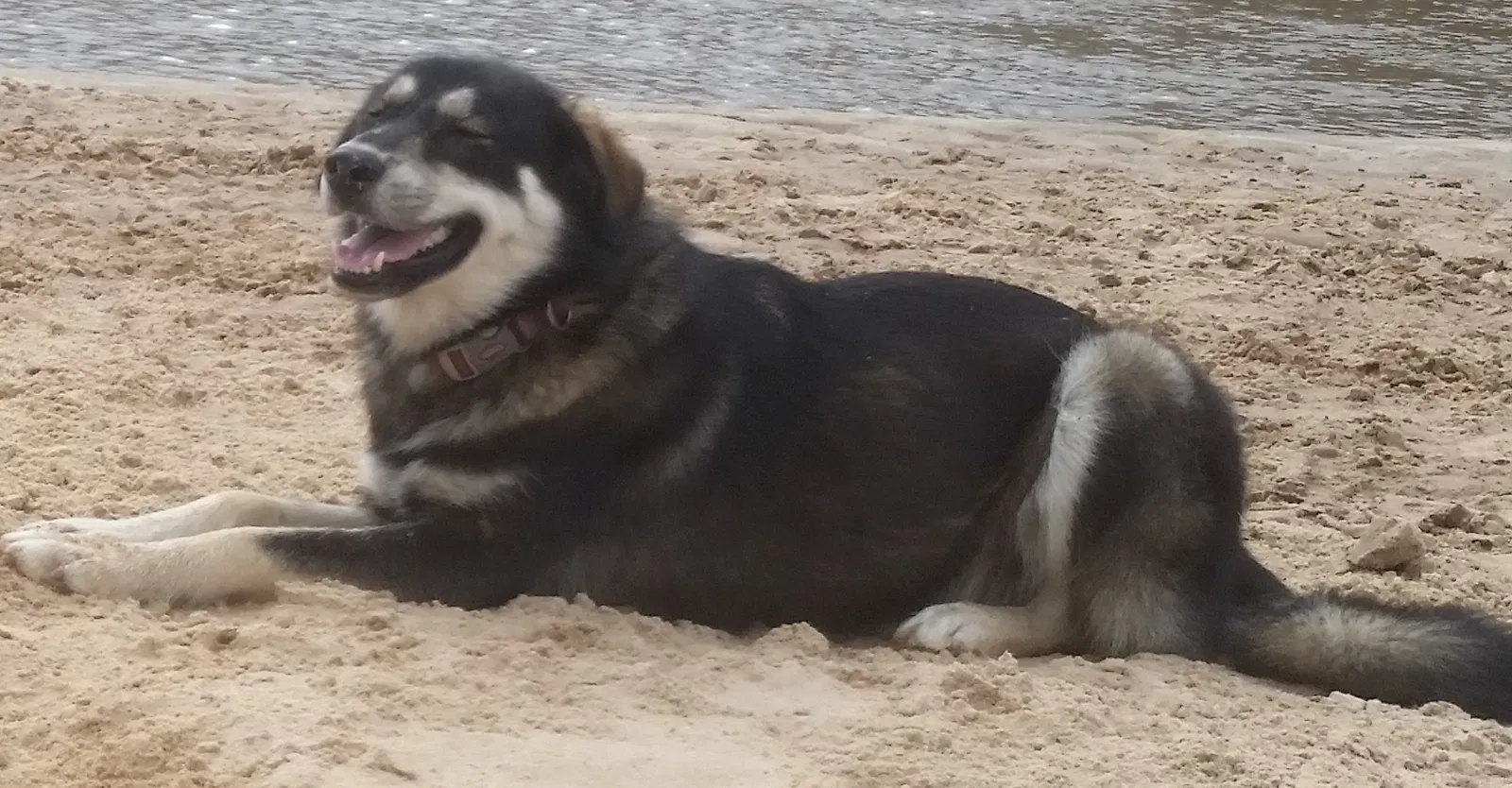 Lost dog in Okemah, OK, 74859