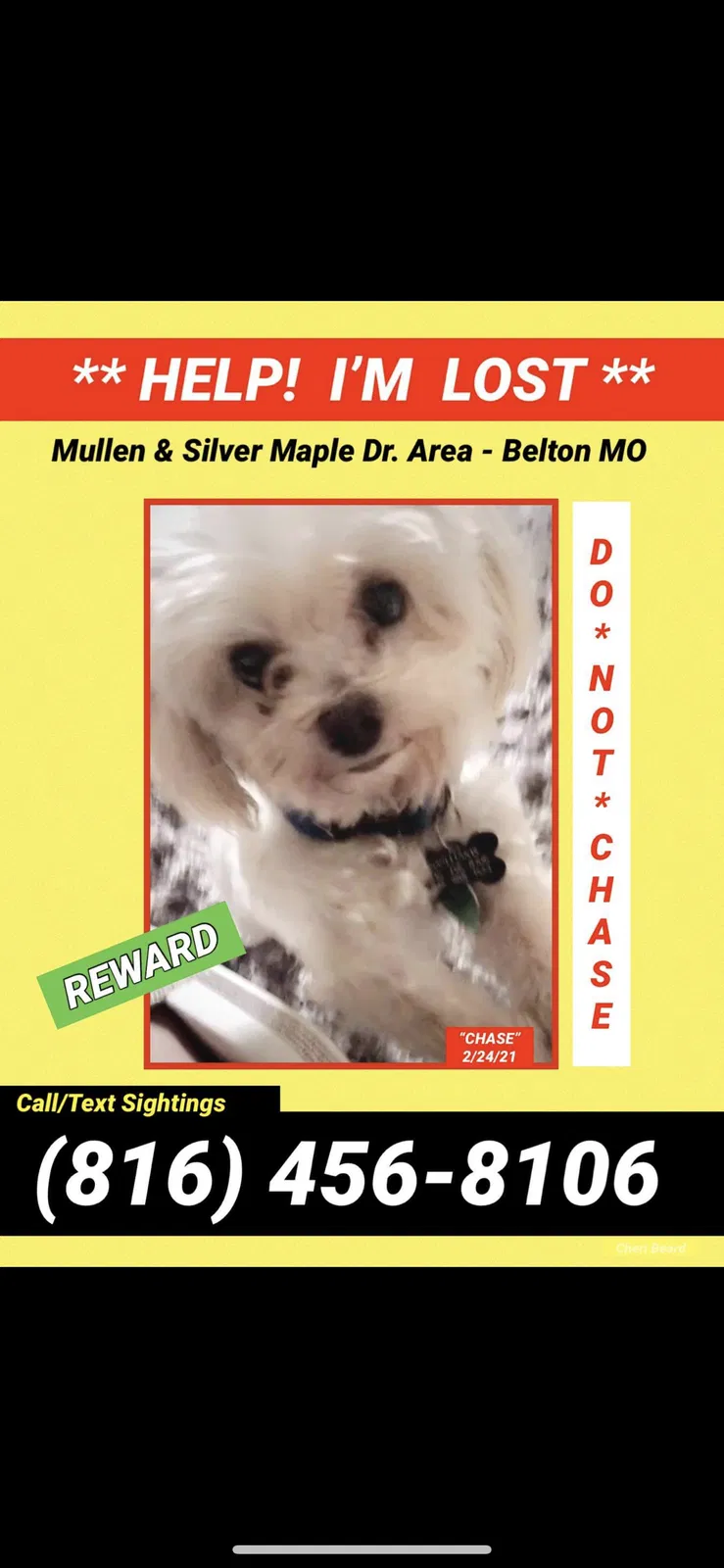 Lost dog in Belton, MO, 64012