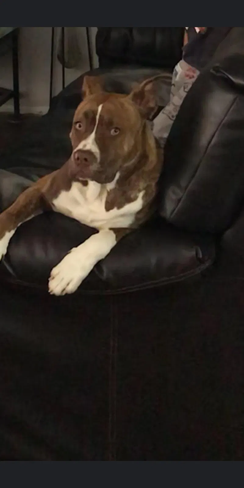 Lost dog in Greeley, CO, 80634