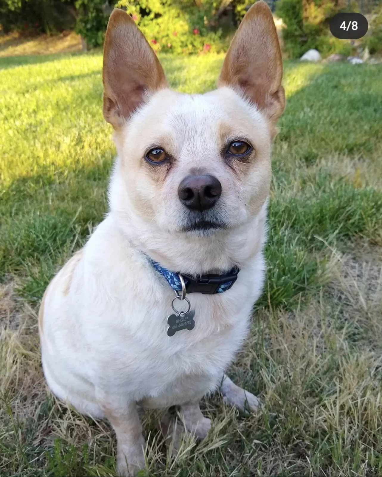 Lost dog in Santa Clarita, CA, 91350