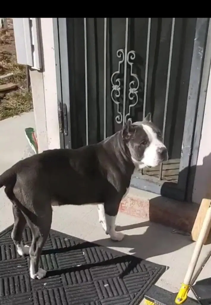 Lost dog in Denver, CO, 80216