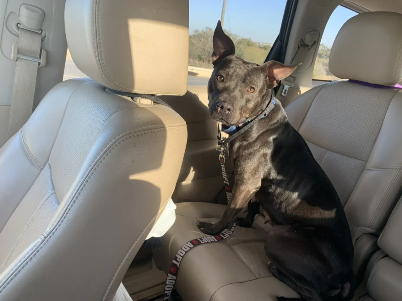 Lost dog in Pittsburgh, PA, 15205