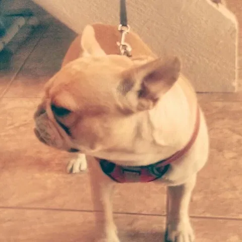 Lost dog in Hemet, CA, 92544
