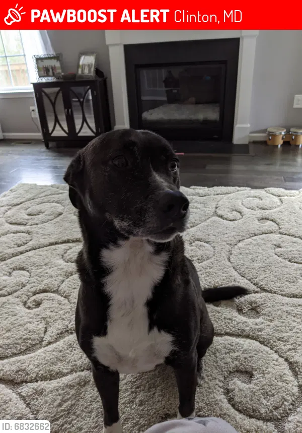 Lost dog in Clinton, MD, 20735