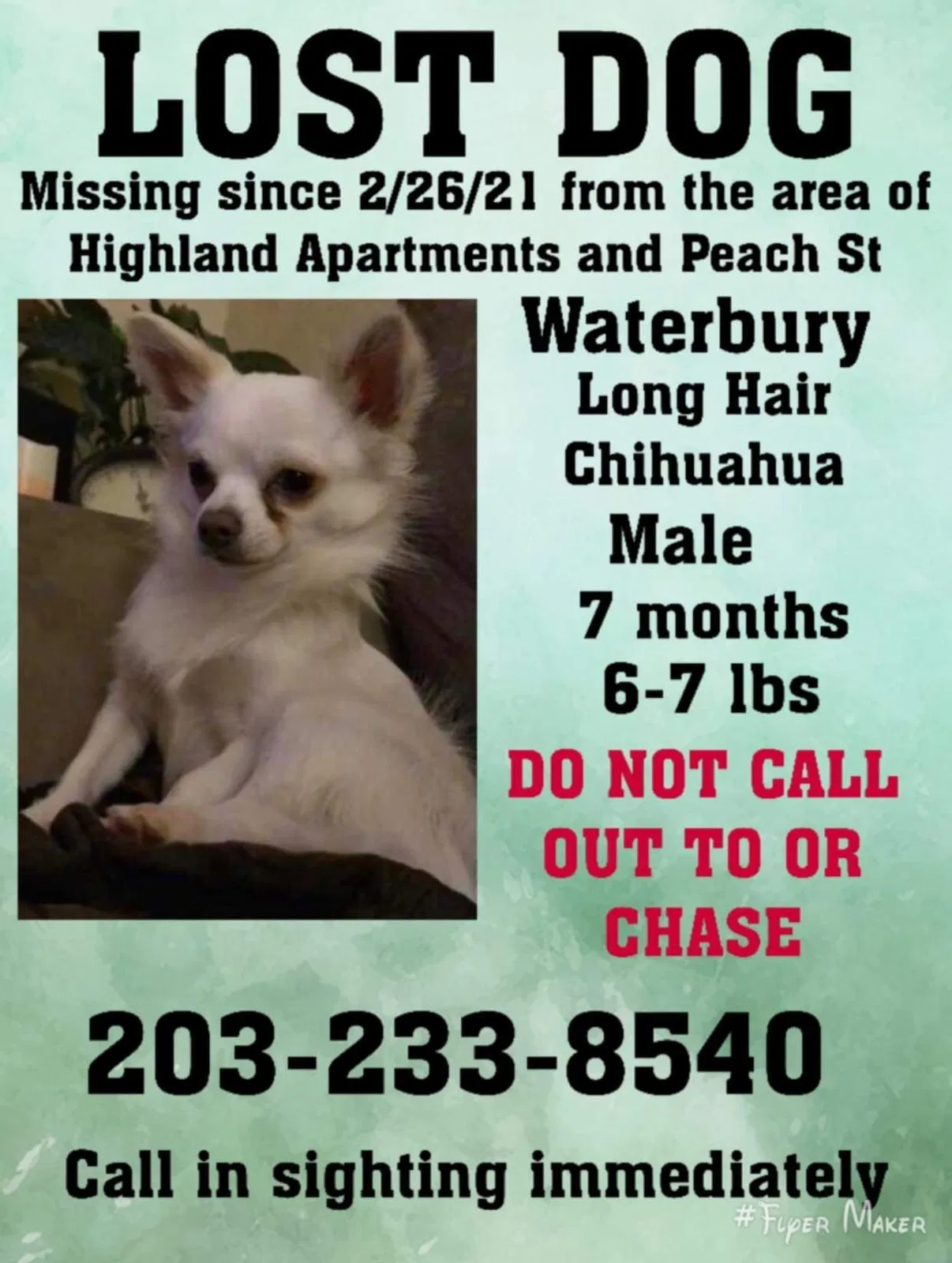 Lost dog in Waterbury, CT, 6708