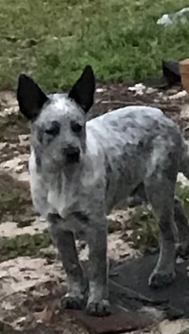 Lost dog in Pensacola, FL, 32506