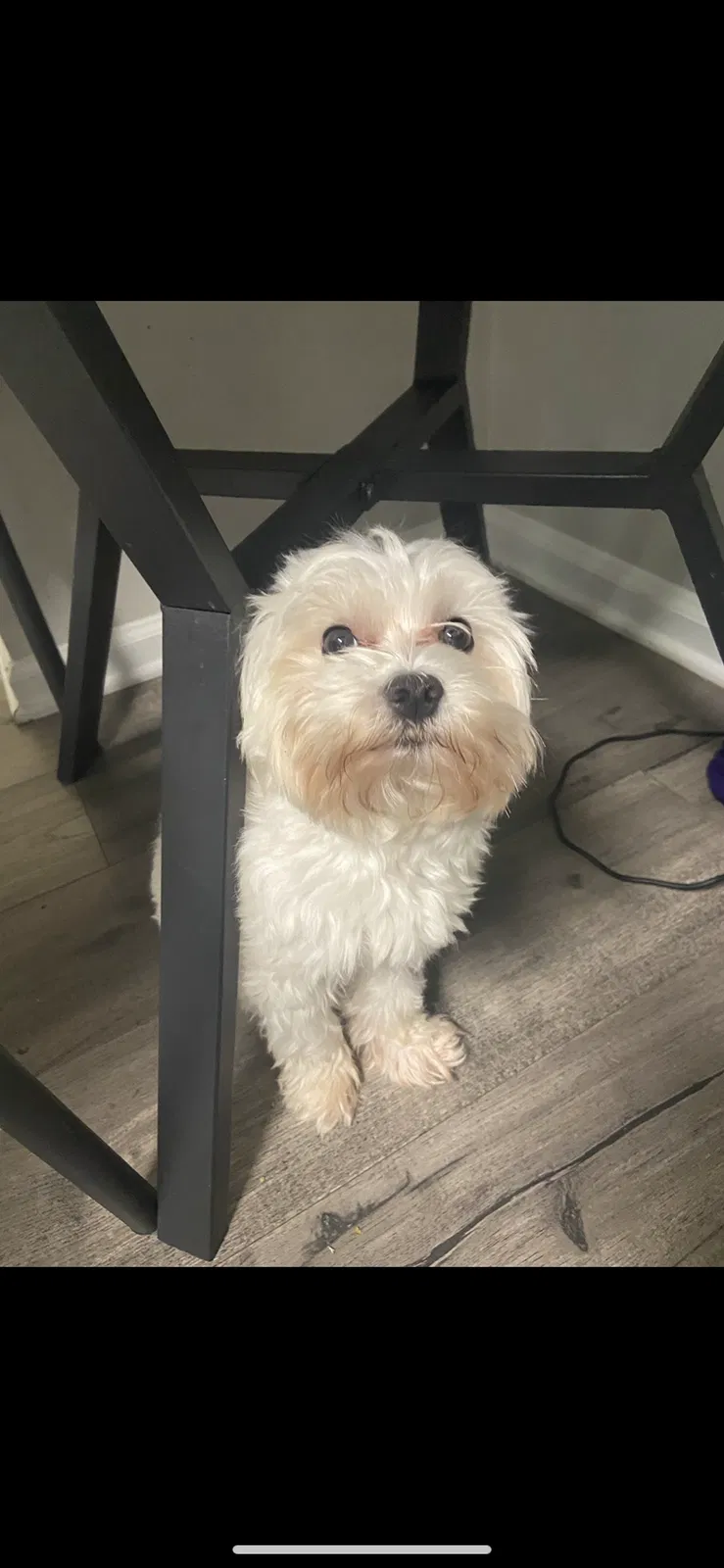 Lost dog in Ellenwood, GA, 30294