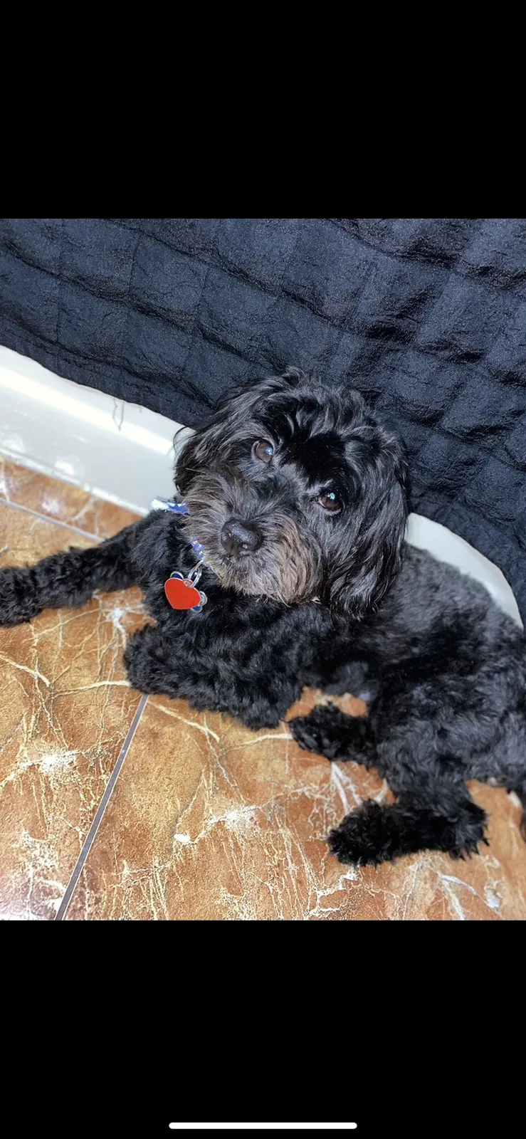 Lost dog in Lake Worth, FL, 33467