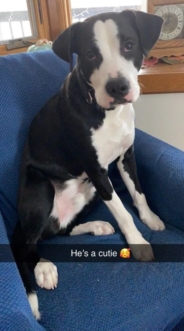 Lost dog in Martinsville, IN, 46151