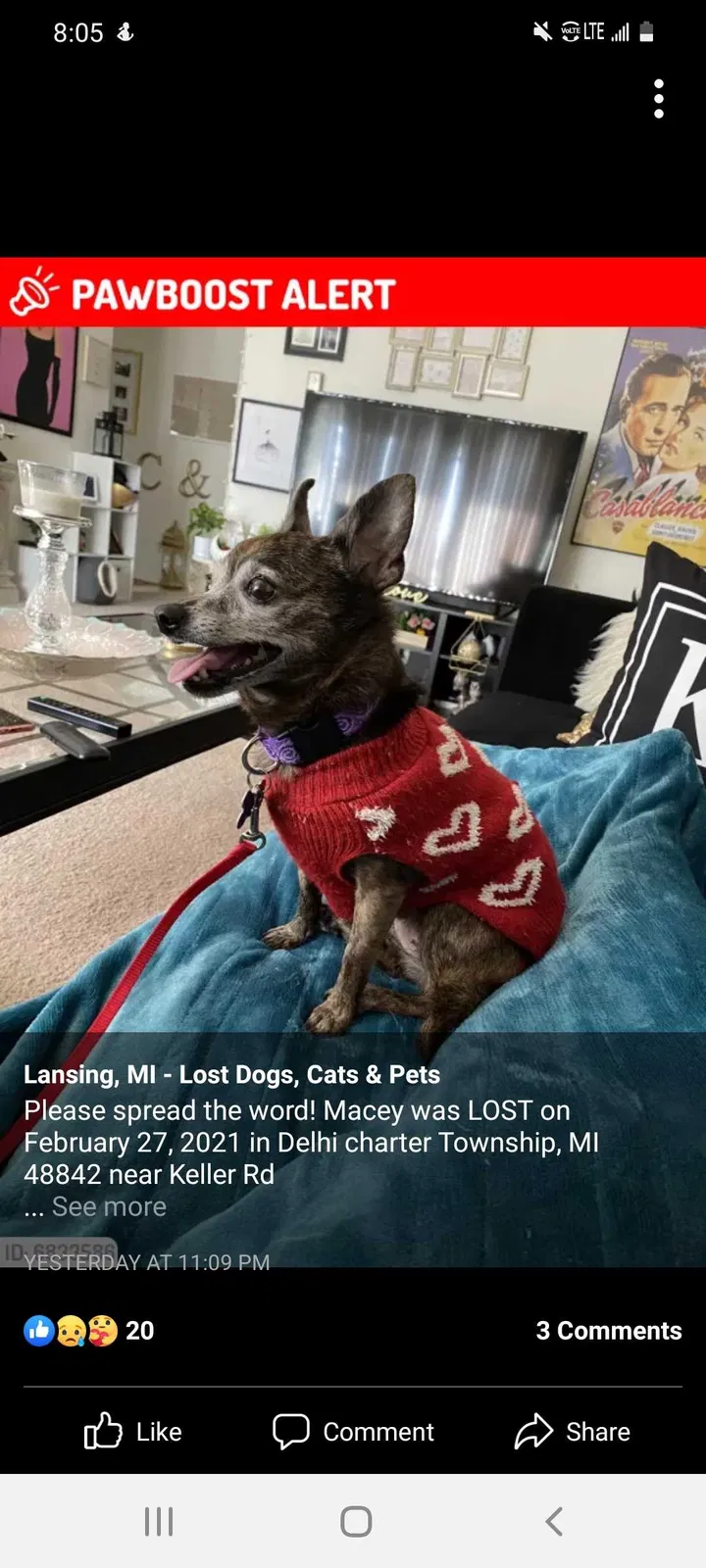 Lost dog in Holt, MI, 48842
