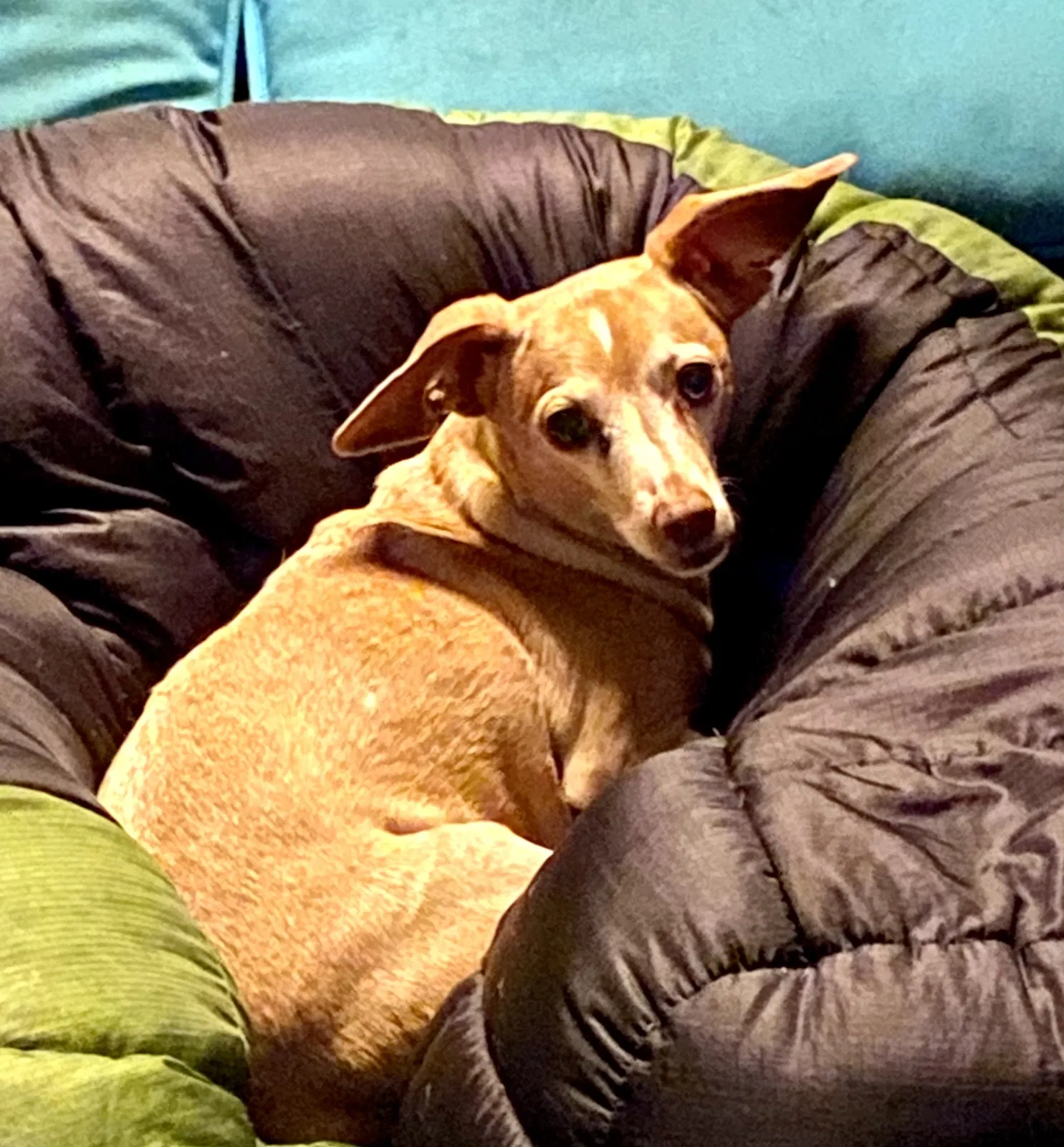 Lost dog in Brooklyn, NY, 11235