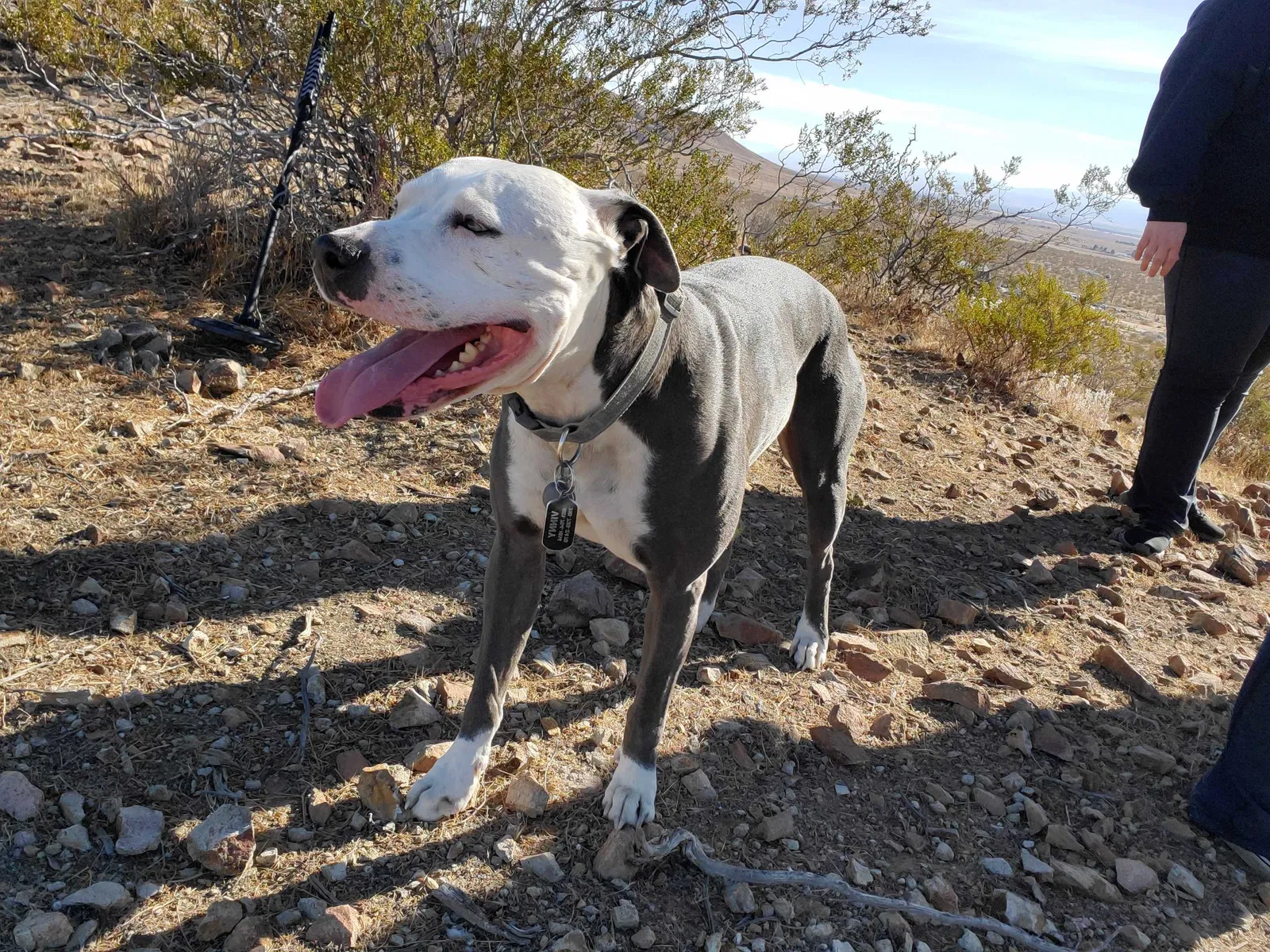 Lost dog in Rosamond, CA, 93560