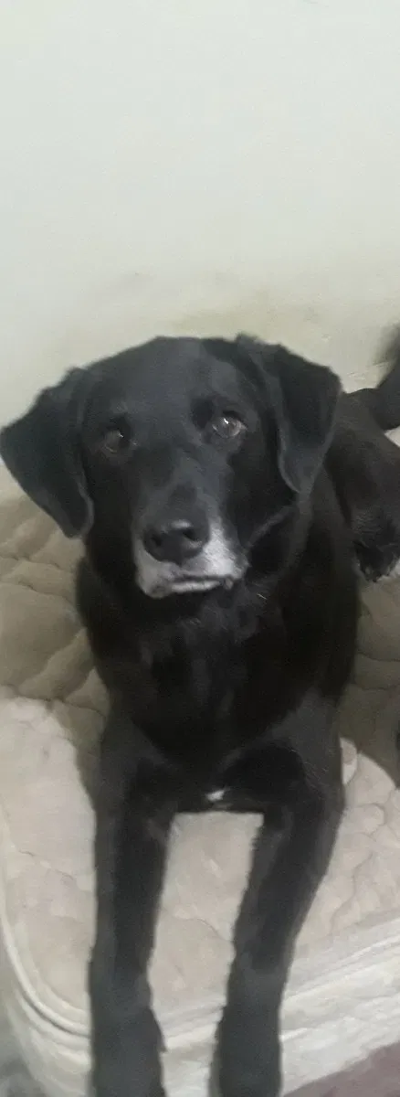 Lost dog in Phenix City, AL, 36867