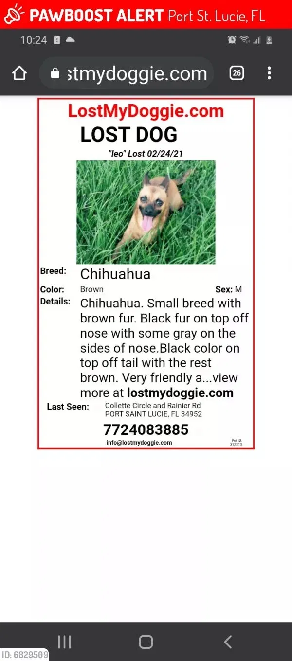 Lost dog in Port Saint Lucie, FL, 34952