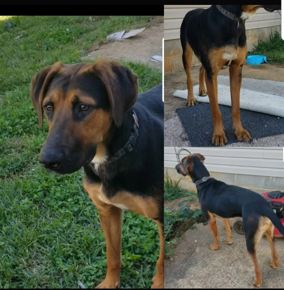 Lost dog in Cottondale, AL, 35453