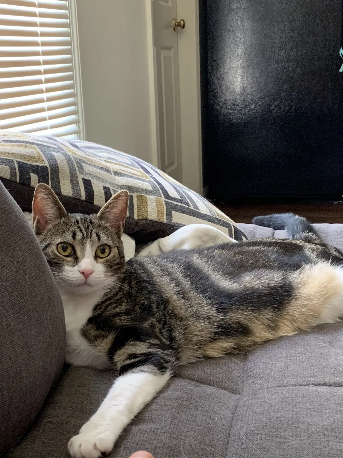 Lost cat in Lancaster, PA, 17602