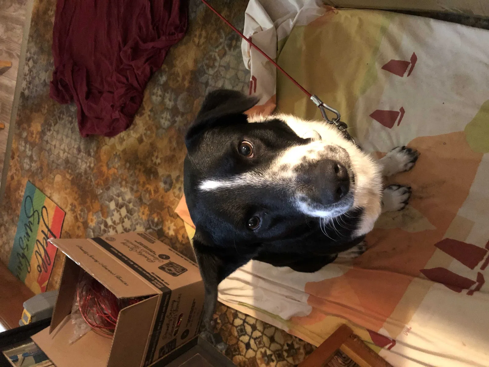 Lost dog in Dallas, TX, 75217