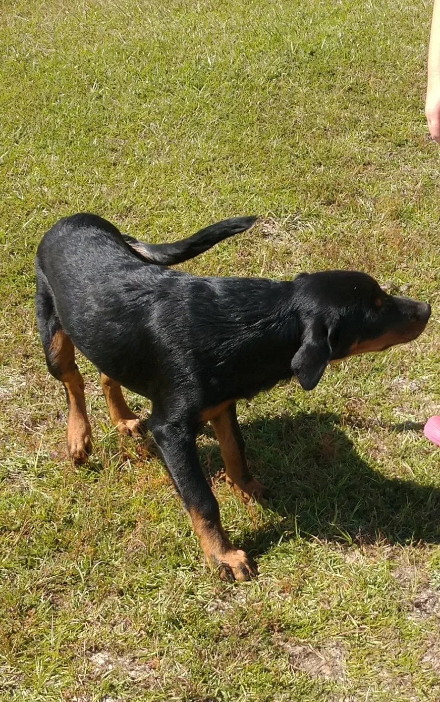 Lost dog in Defuniak Springs, FL, 32433