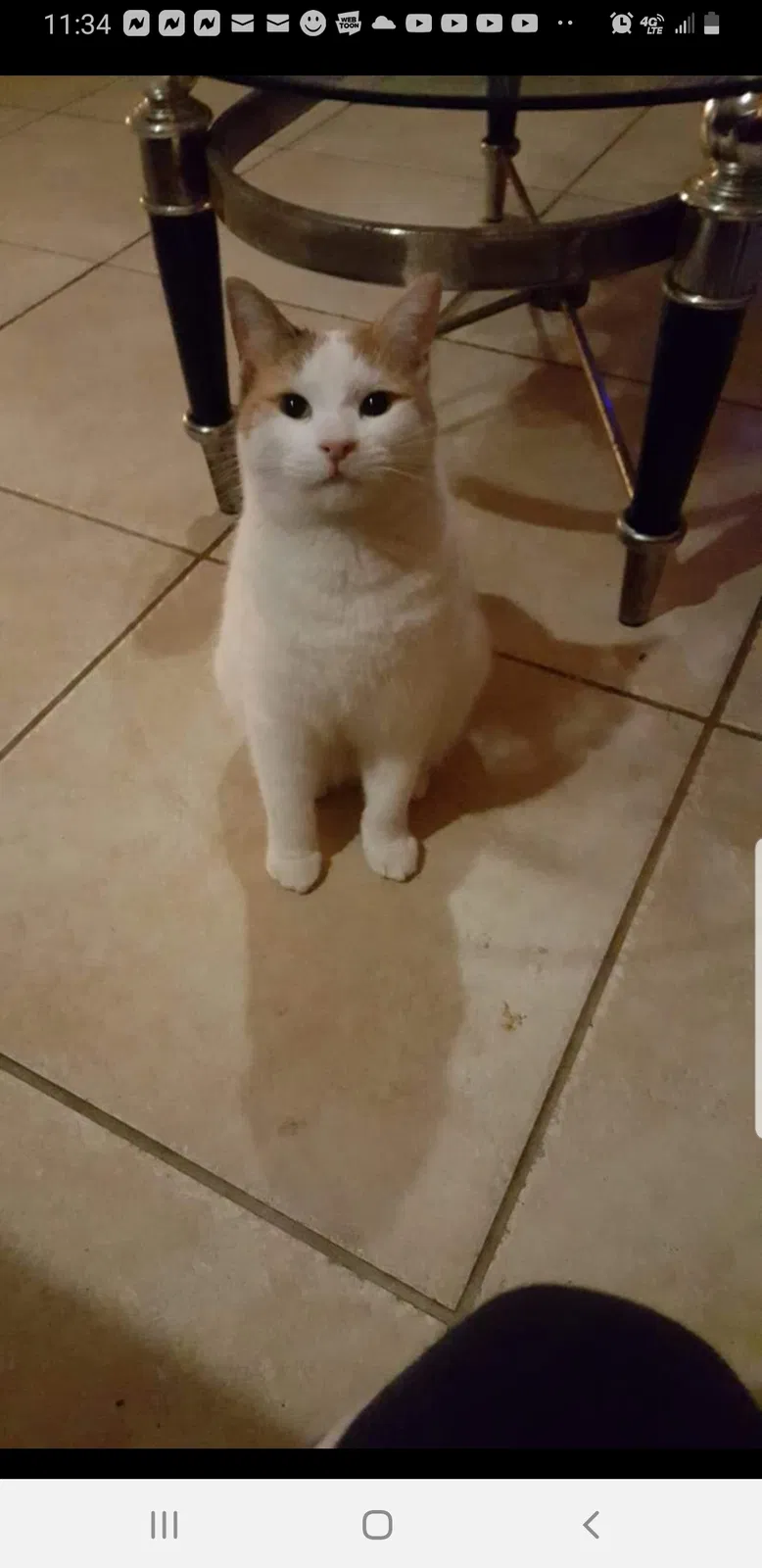 Lost cat in Red Rock, TX, 78662