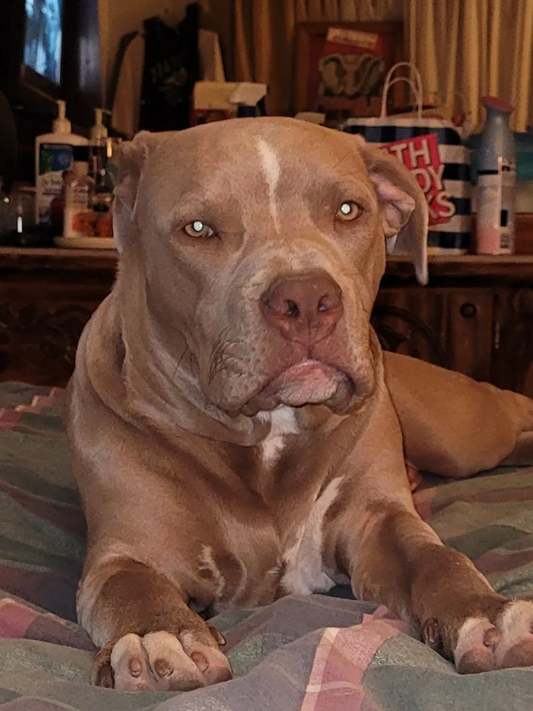 Lost dog in Baytown, TX, 77520