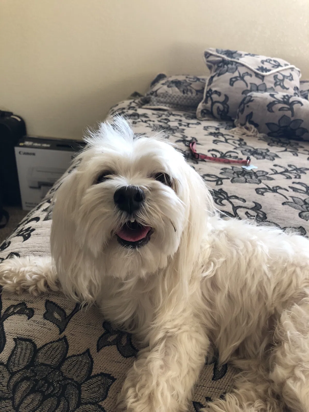 Lost dog in Parlier, CA, 93648