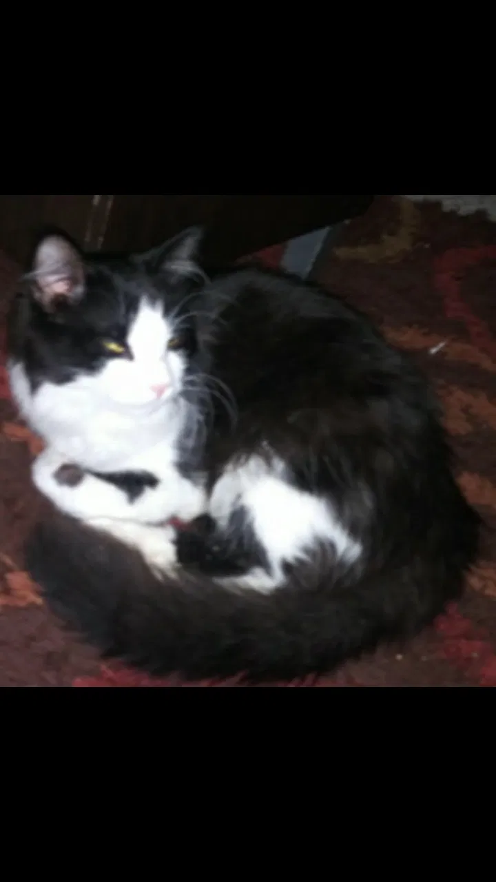 Lost cat in Elgin, IL, 60123