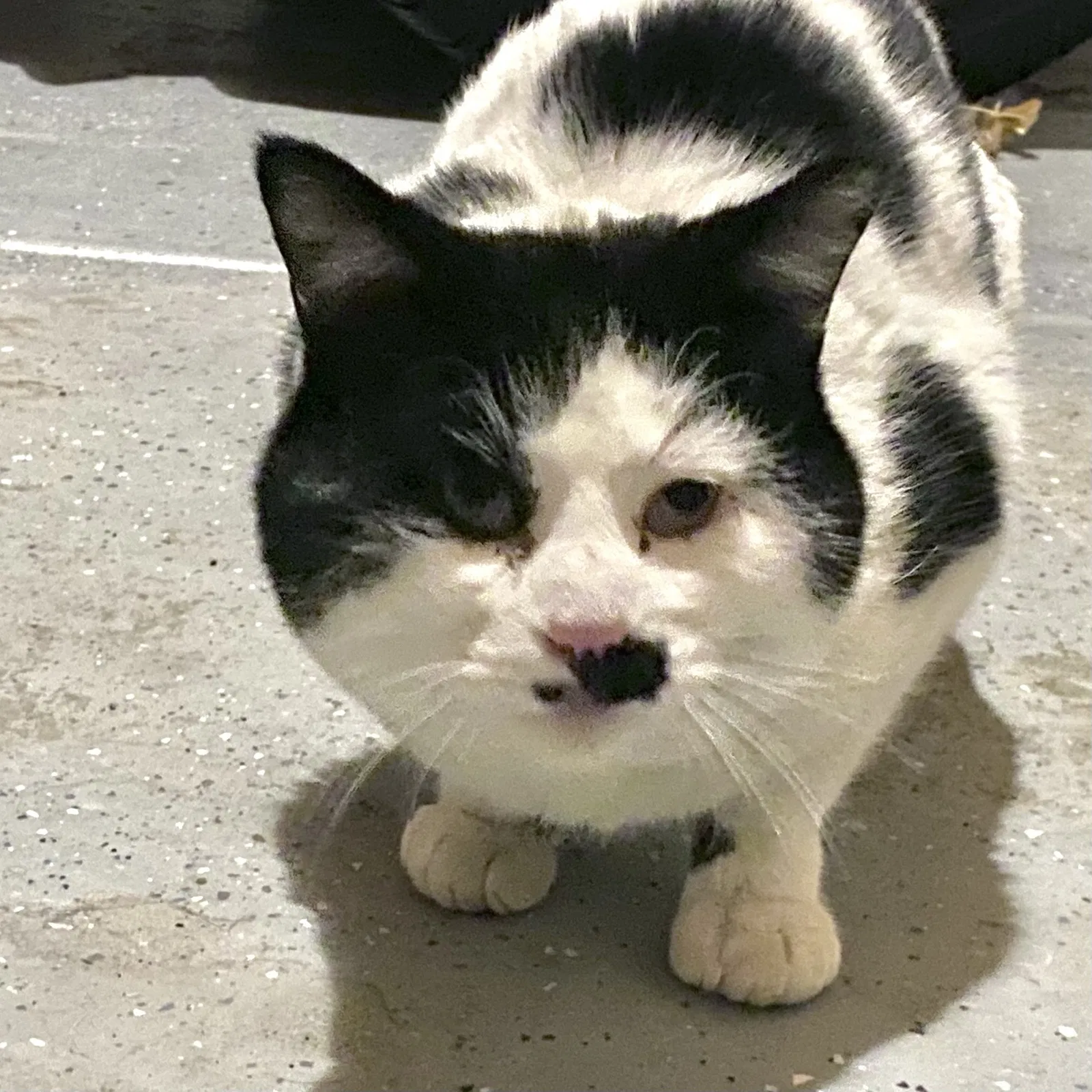 Found cat in Magna, UT, 84044