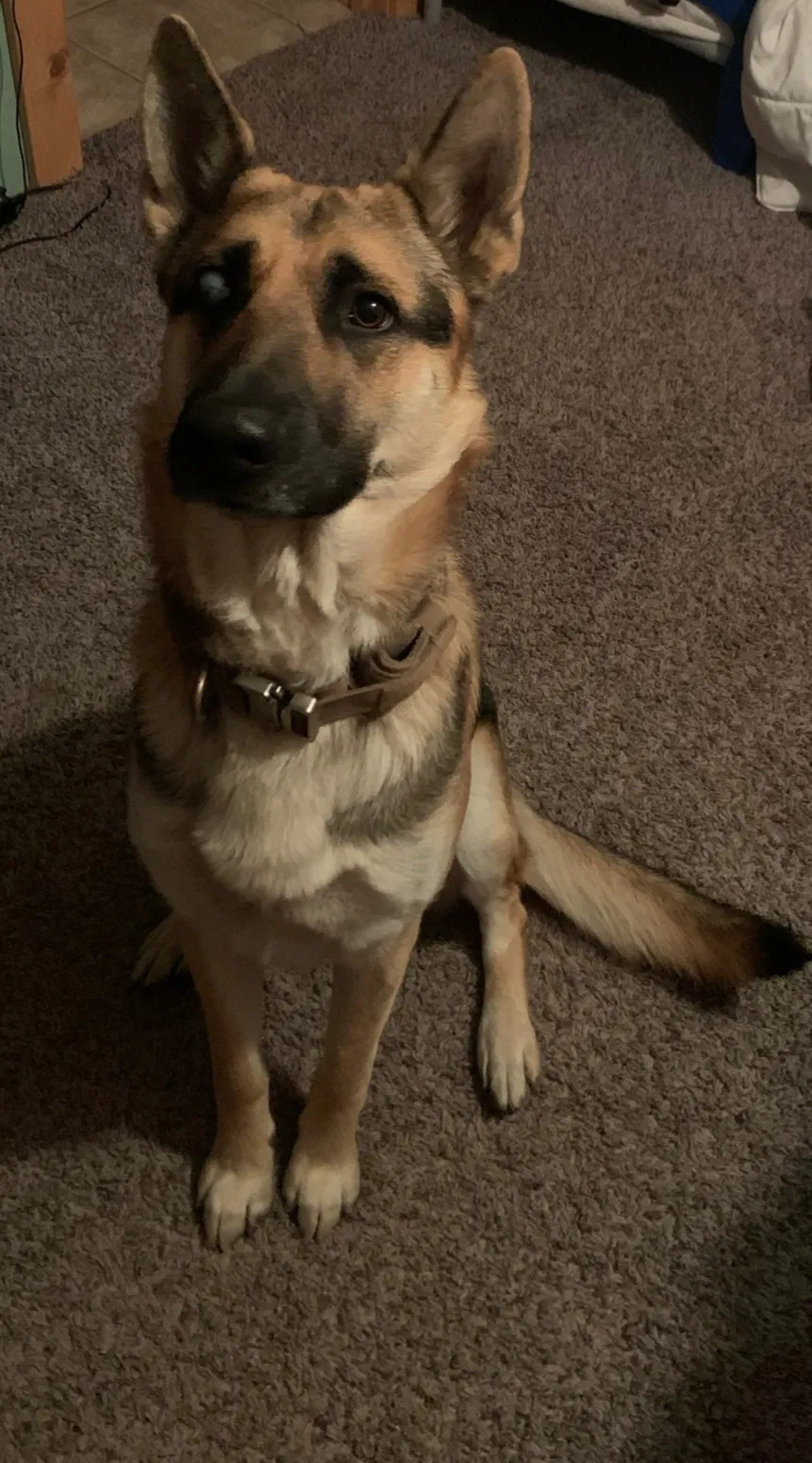 Lost dog in Golden, MO, 65658