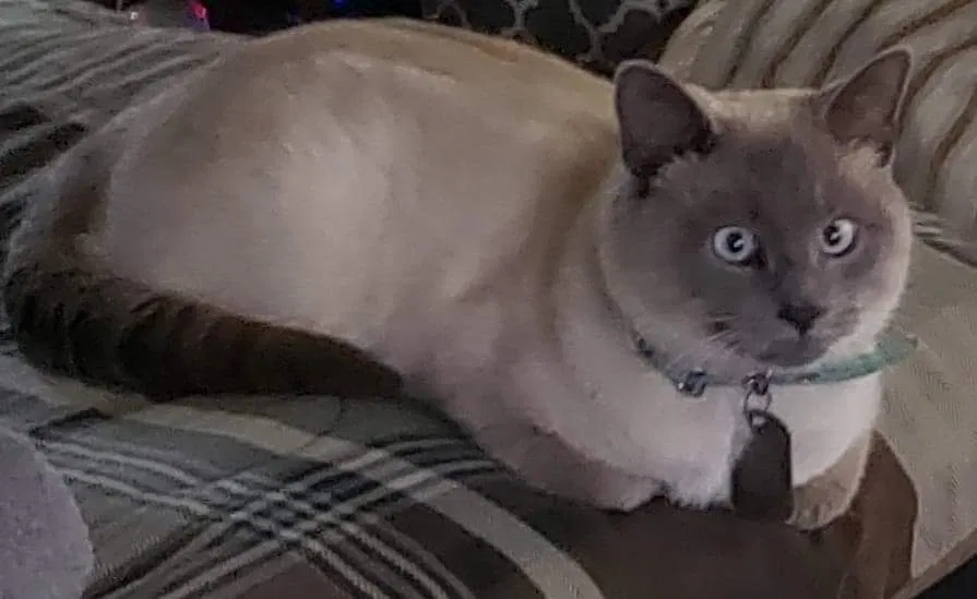 Lost cat in Moundsville, WV, 26041
