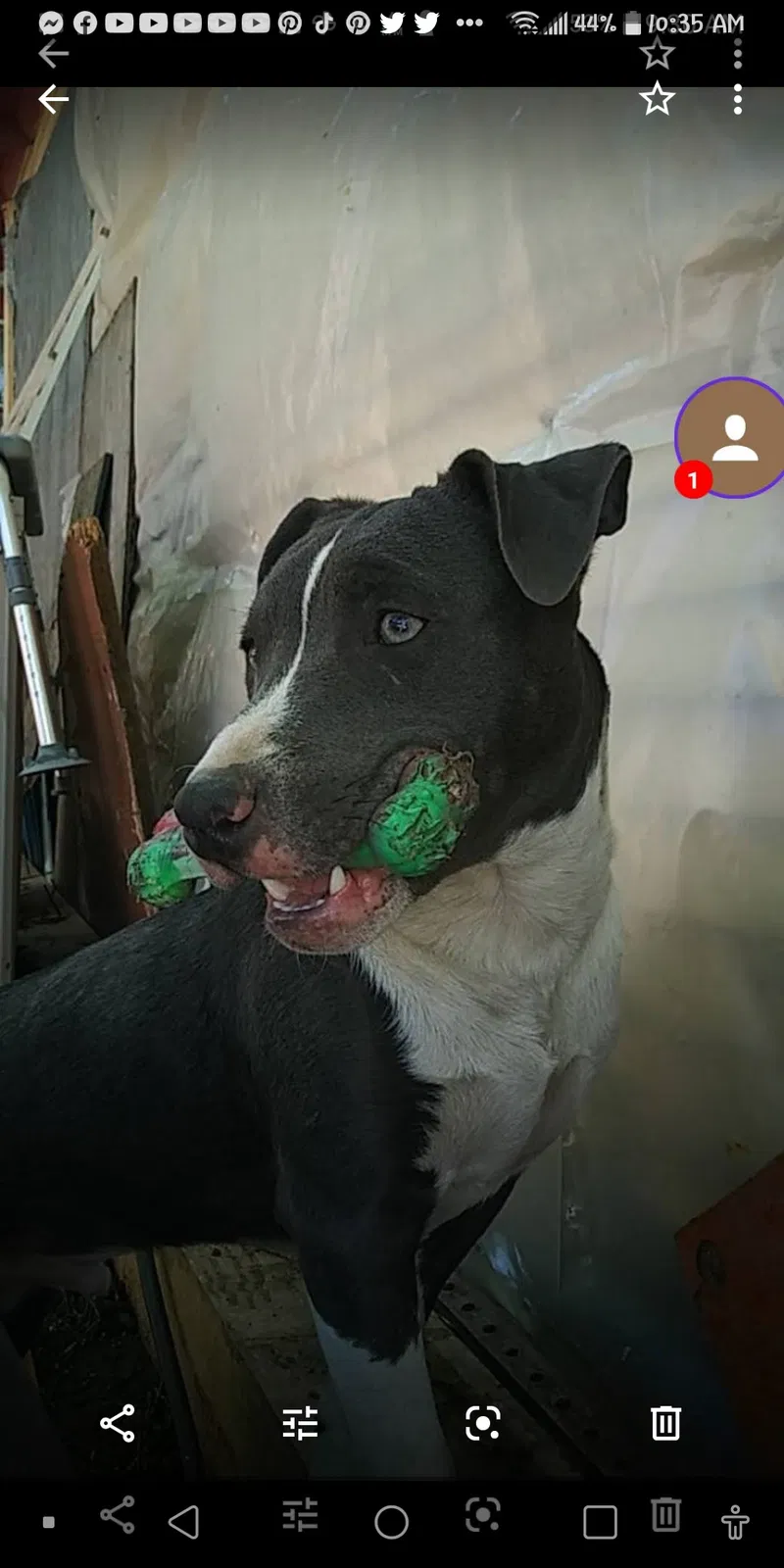Lost dog in Wichita, KS, 67214